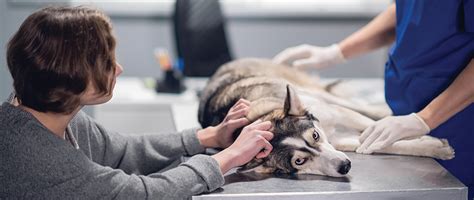 euthanasia in veterinary practice